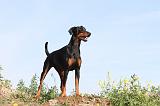 DOBERMANN 658